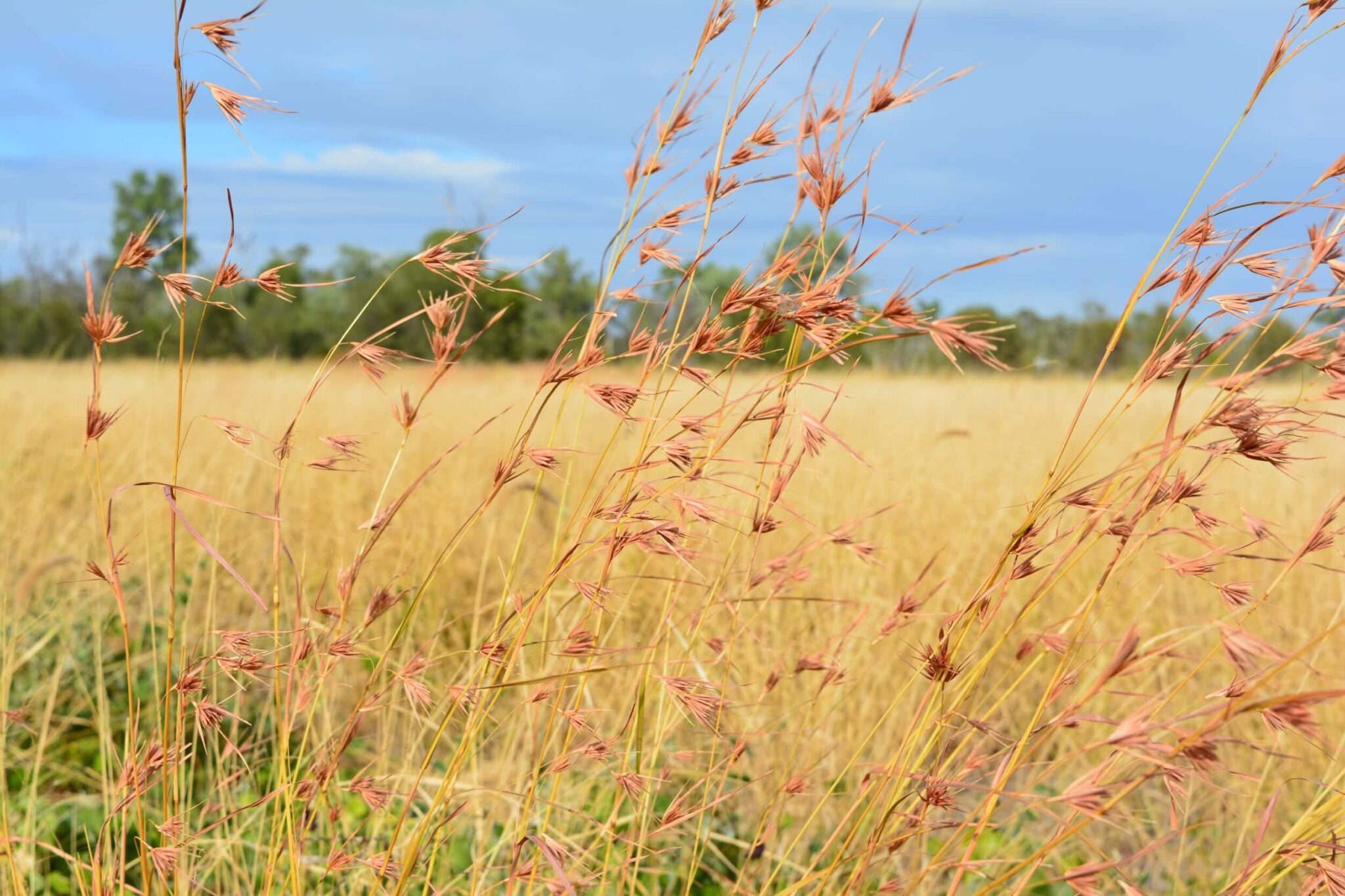 Australian Razor Grass Native Australian Grasses Queensland | Gold Coast