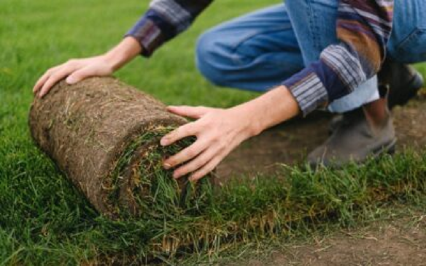 Image for 5 Turf Care Tips for New and Old Lawns