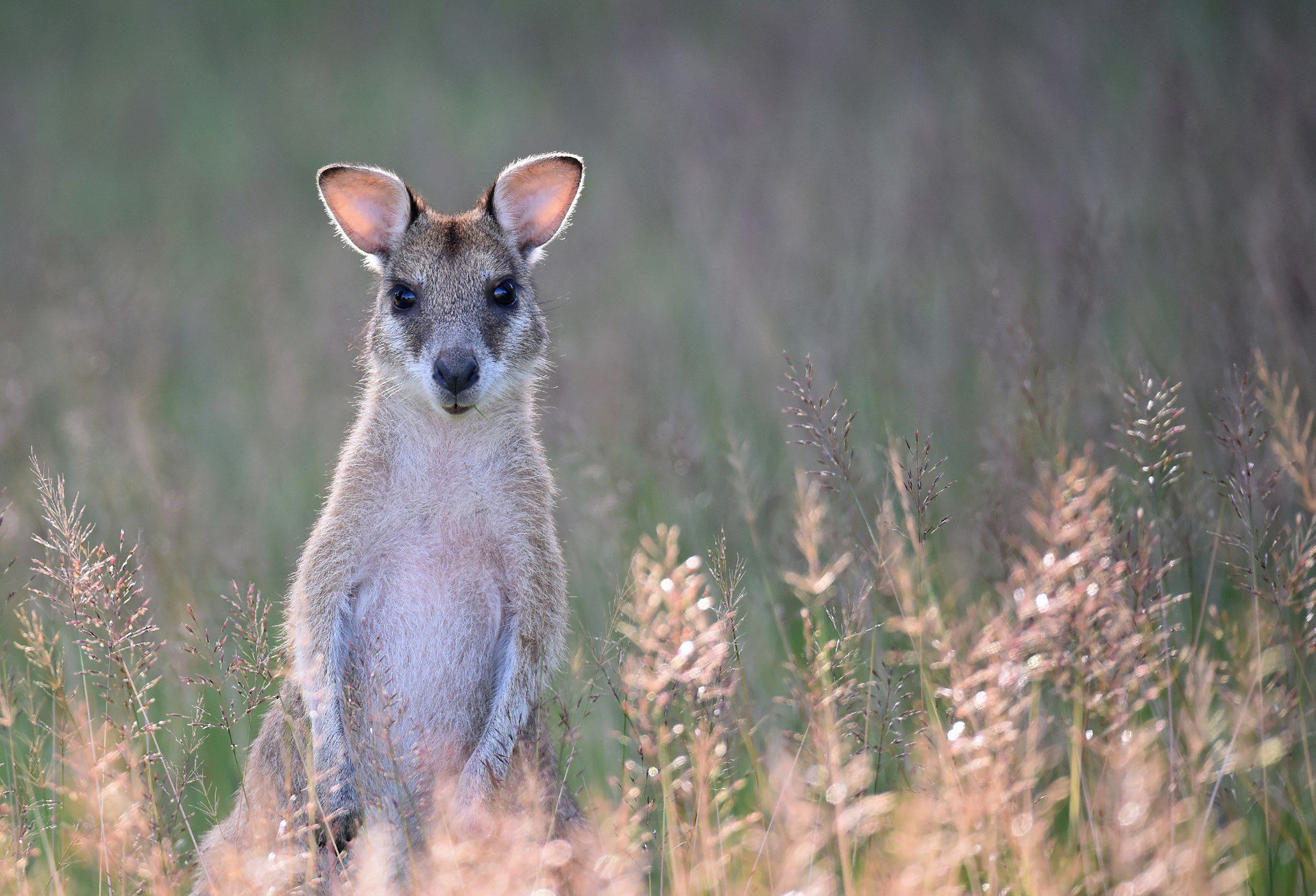 Image for The Best Native Australian Grasses To Plant